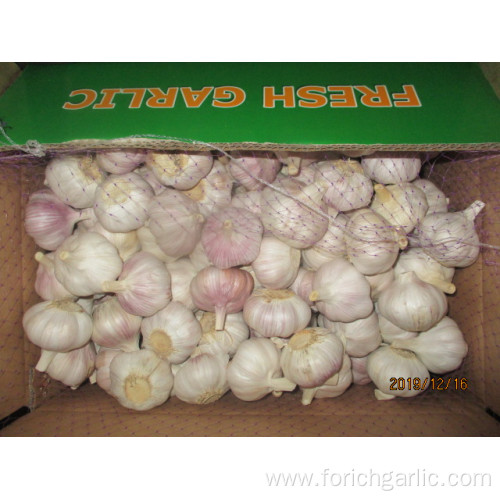 Fresh Garlic Normal White Garlic 2019